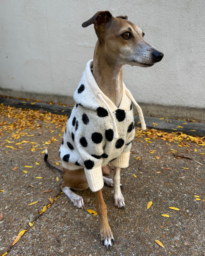 Playful polka dot dog hoodie with cozy knit fabric and comfortable hood, designed for small to medium breed dogs