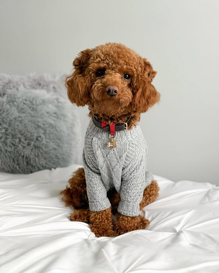 grey cable knit dog sweater customer photo lifestyle image