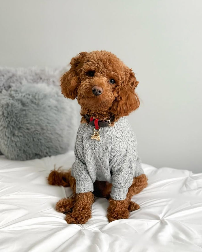grey cable knit dog sweater customer portrait image