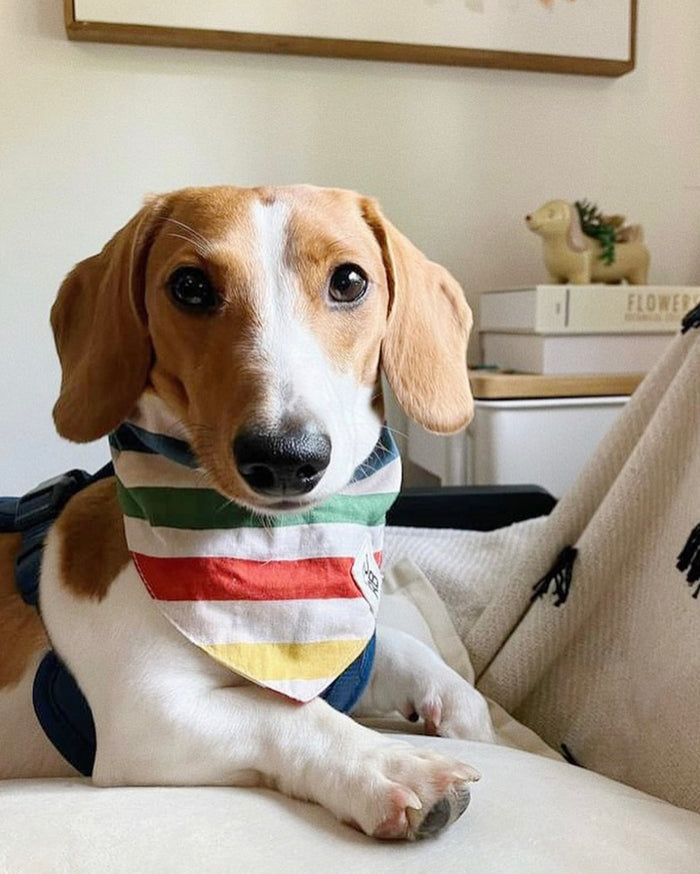 striped dog bandana for dogs bright cotton neckerchief playful pet fashion