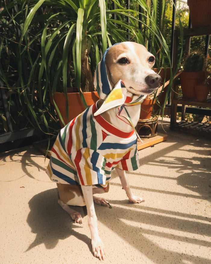 Colorful striped pet t shirt perfect for playful everyday dog fashion. Updated May 2026.