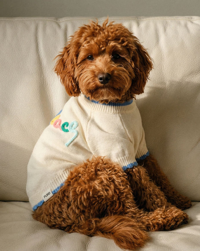 beach dog sweater close up colorful stitched lettering cozy lightweight dog apparel