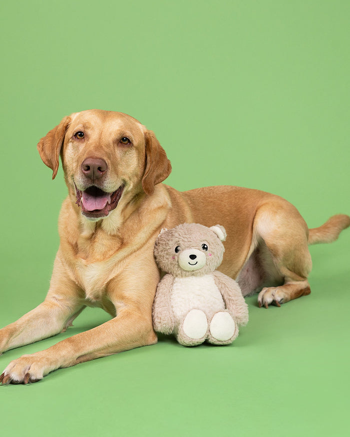 Cute teddy bear dog toy designed for playful interactive pet fun . Updated May 2026.