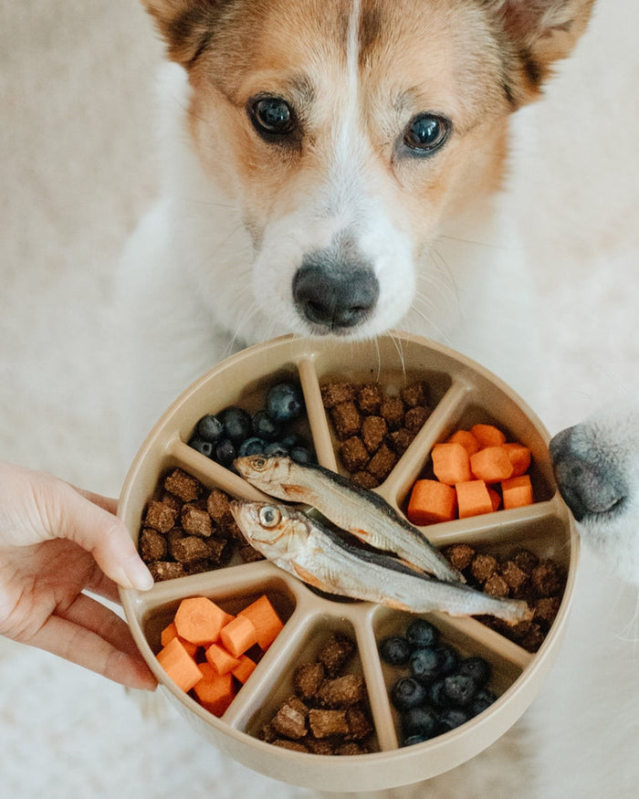 enrichment dog feeder with multiple sections, modern feeding solution for interactive pet mealtime
