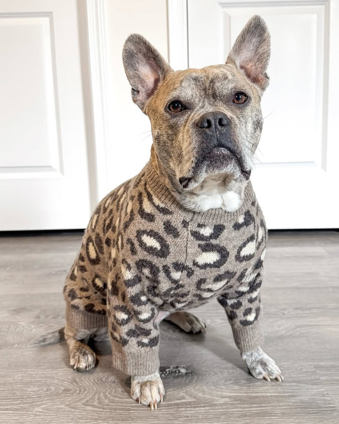 Big Roar Leopard Crewneck Dog Sweater