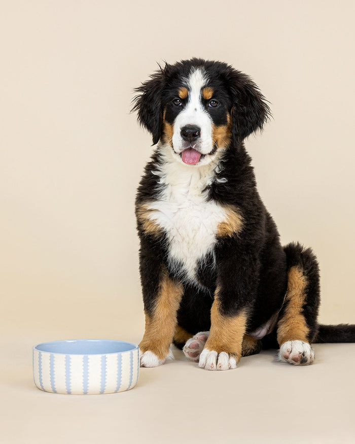 Stylish scalloped pet bowl in soft blue and ivory tones for feeding stations. Updated May 2026.