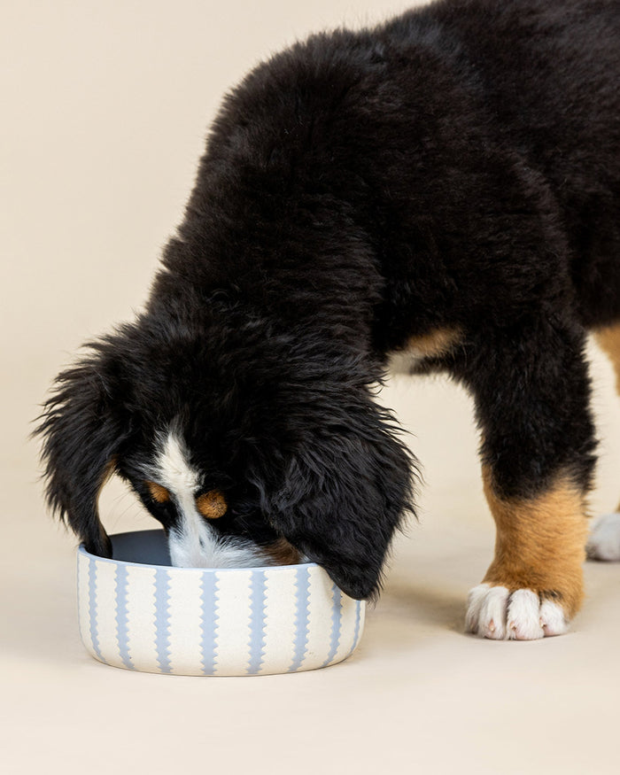 Elegant ceramic dog dish with decorative scallop edge and neutral tones. Updated May 2026.