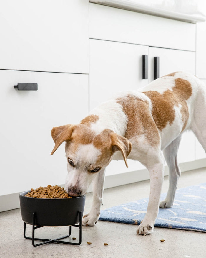 Sleek black elevated dog bowl for easy feeding, suitable for small-to-medium breeds like Miniature Schnauzers or Boston Terriers.