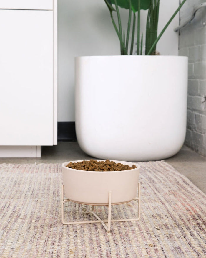 Buttercream ceramic elevated dog bowl, perfect for small-to-medium dogs like Beagles and French Bulldogs, practical and chic.