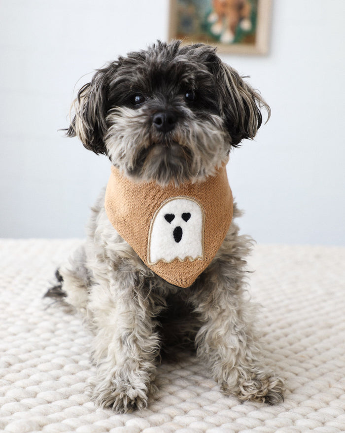 Small dog wearing reversible Halloween bandana in orange and black.