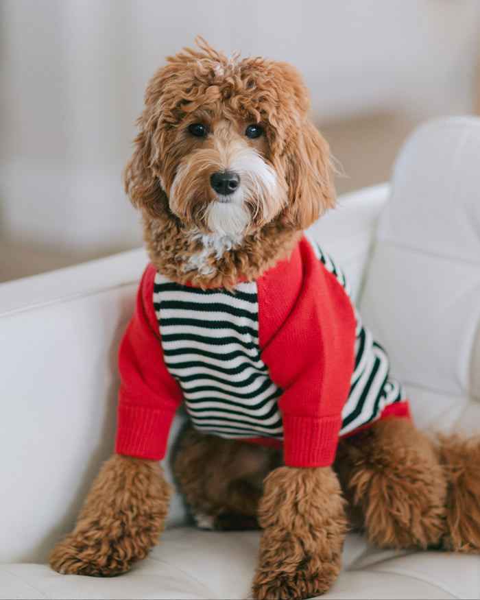 Modern colorblock dog sweater featuring soft knit panels, designed for warmth and style, great for French bulldogs and pugs