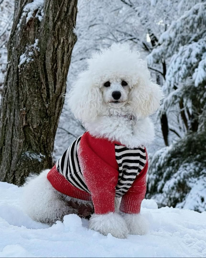 Stylish colorblock dog sweater with a soft hand feel, easy to wear daily, perfect for poodles and companion dogs
