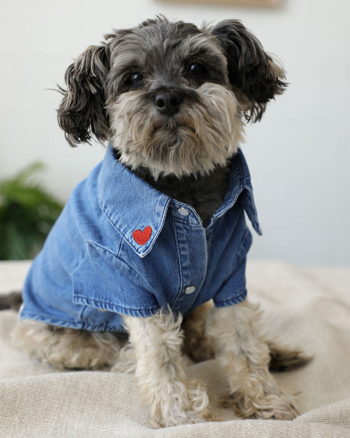 Fashionable denim shirt for dogs with embroidered heart details, pearl snaps and soft Lyocell blend fabric for small to medium breed dogs