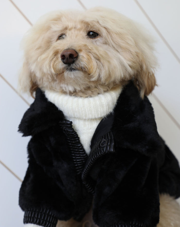 silky soft black faux fur and buttery ribbed leather accents. Matte, soft-feel snap buttons line the leather placket, leading to an oversized fur collar that wraps your fur babe in a warm hug. . best winter coat for pugs
