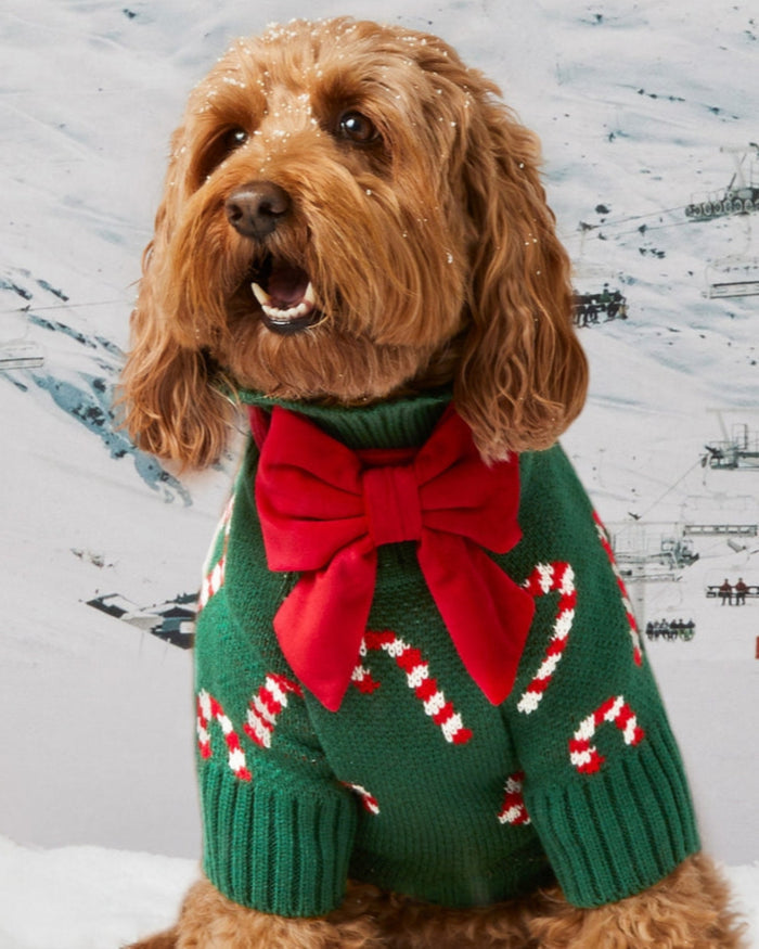 Festive green candy stripe dog sweater designed for warmth and comfort, perfect for corgis, poodles, and small companion dogs
