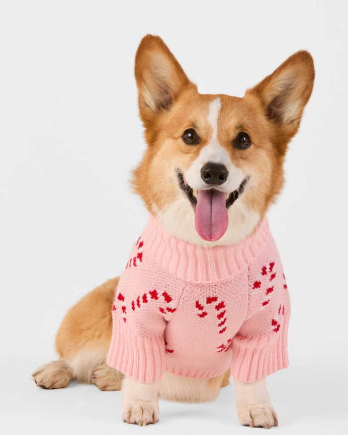 Soft pink holiday sweater with candy stripe detailing for cozy winter walks, great for dachshunds, cavapoos, and small spaniels