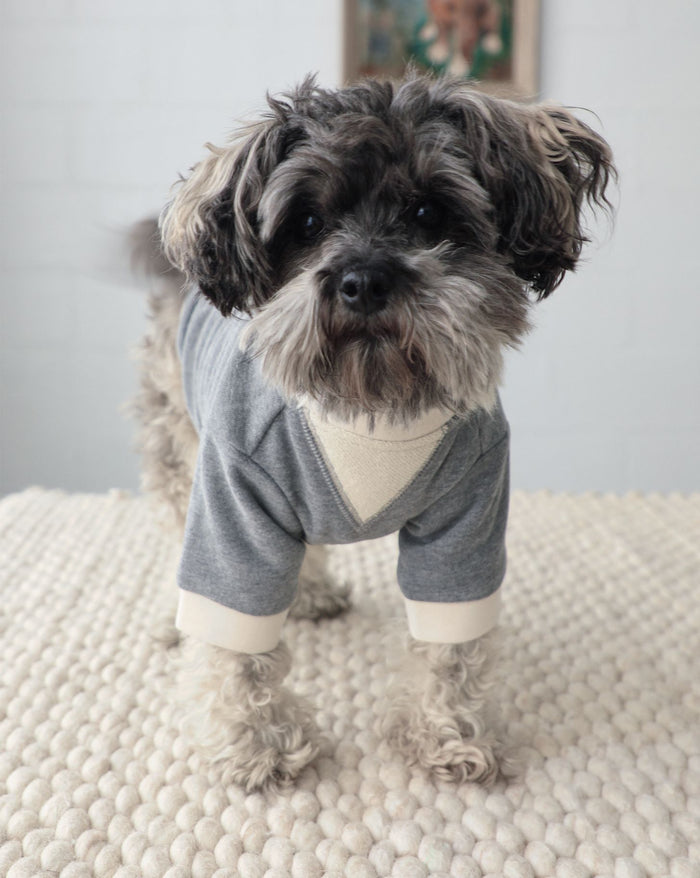 charcoal dog sweatshirt dog portrait front view
