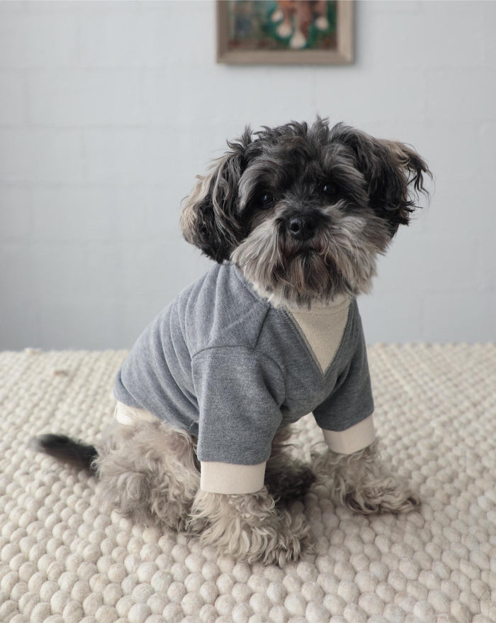 charcoal dog sweatshirt dog portrait side view