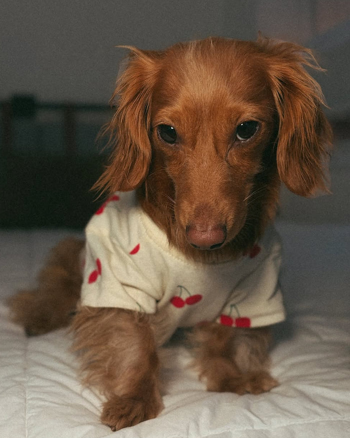 Casual Cutie Cherry Dog T-Shirt