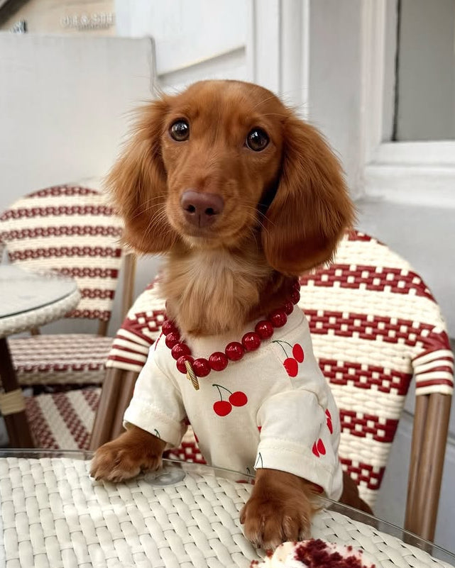 Casual Cutie Cherry Dog T-Shirt
