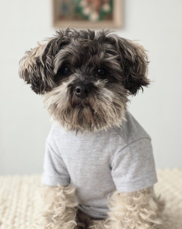 Casual Cutie grey relaxed fit dog t-shirt with soft breathable fabric, perfect for everyday wear on French Bulldogs, Pugs, Dachshunds, and small dogs