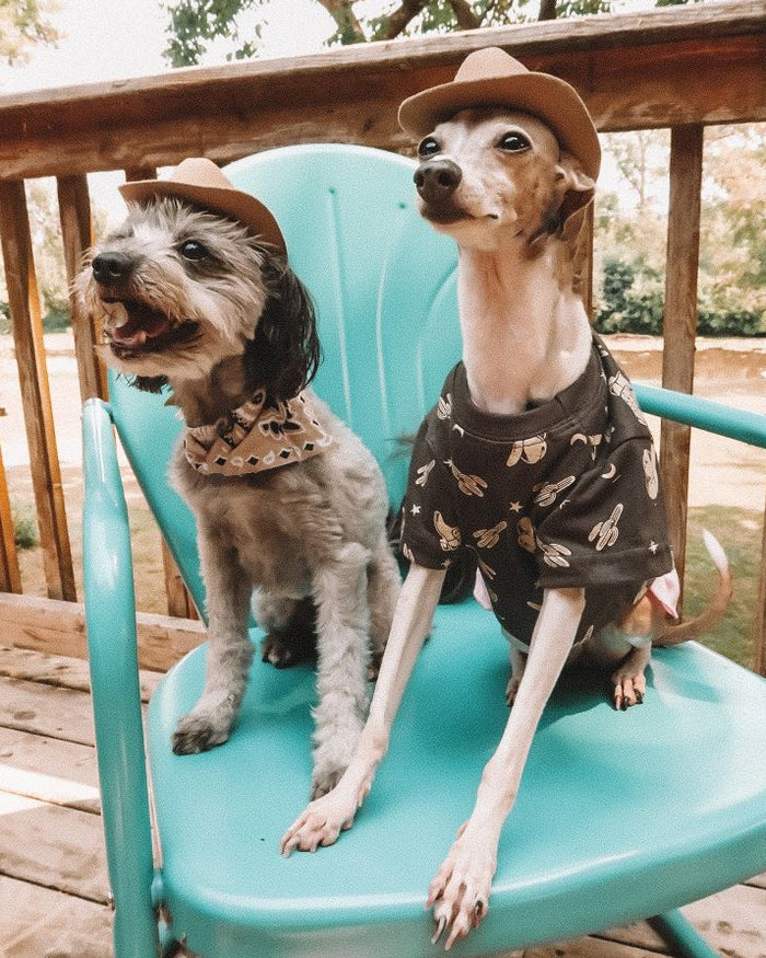 Casual Cutie Rodeo Dog T-Shirt – cute dog t-shirt featuring rodeo