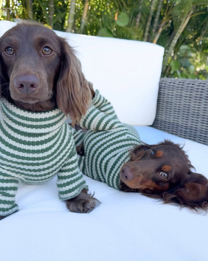 Green striped dog sweater onesie with thick knit construction and comfortable coverage for small to medium breed dogs