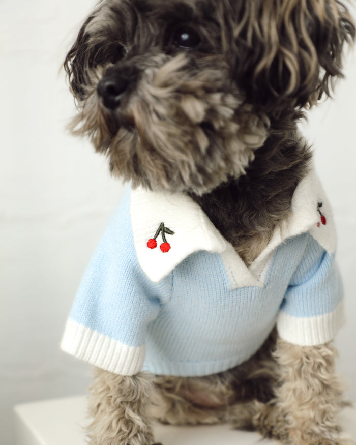 light blue cherry polo dog sweater knit dog sweater with cherry collar accents cute stylish pet apparel