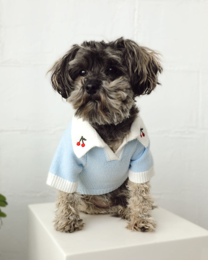light blue dog polo sweater cherry print collar detail cozy lightweight dog clothing for everyday wear
