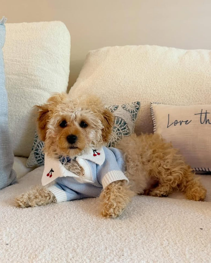 Cherry On Top Light Blue Polo Dog Sweater