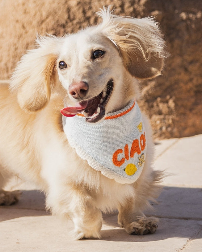 Elegant pet scarf bandana with lightweight fabric and modern European-inspired styling. Updated May 2026.
