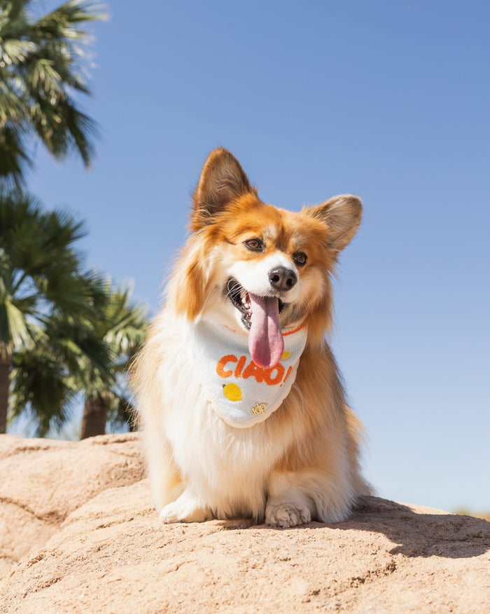 Lightweight fashionable pet bandana with chic printed design for everyday styling. Updated May 2026.