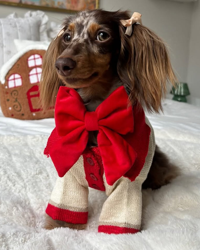 Elegant red and ivory dog sweater with classic polo neckline and soft breathable knit for small to medium breed dogs