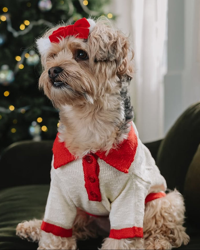 Fashionable polo-style dog sweater with red and ivory details and lightweight soft knit for small to medium breed dogs