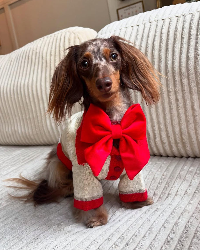 Classic red and ivory polo sweater for dogs with soft lightweight fabric and timeless styling for small to medium breed dogs