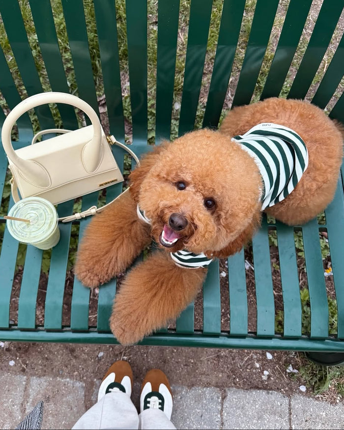 Cooper Green + Ivory Striped Dog Sweatshirt