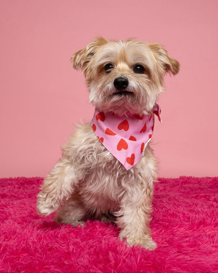 Heart Print dog bandana – Cupid's Bow Heart Print Bandana