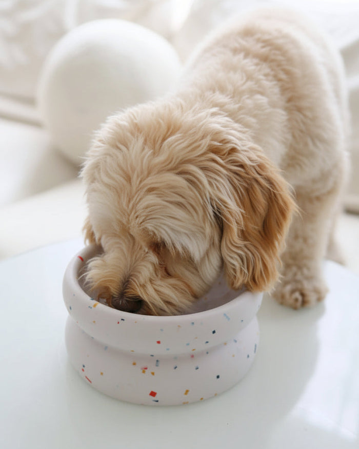 slow feeder dog bowl modern neutral pet feeding bowl indoor and outdoor use