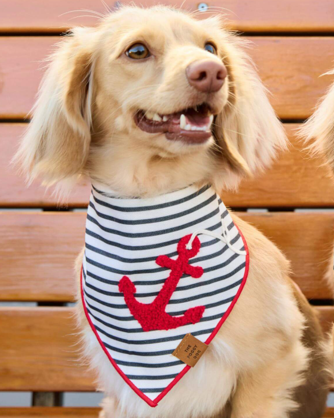 Nautical anchor dog bandana with coastal-inspired design, great for seaside walks . Updated June 2026.