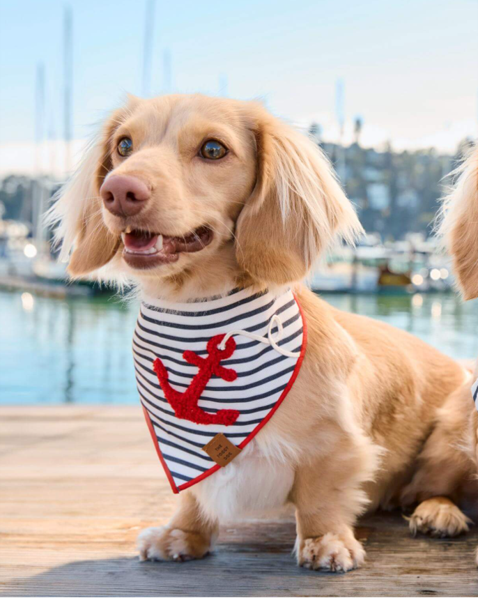 Nautical themed dog bandana featuring anchor motif, great for summer outings . Updated June 2026.