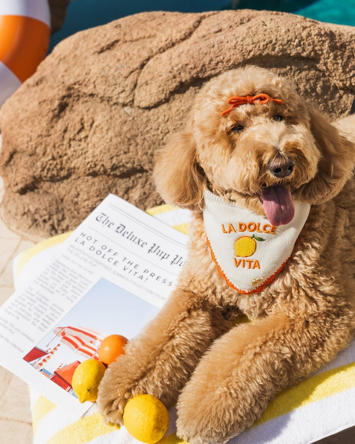 Lightweight stylish dog bandana designed for everyday wear with elevated modern pet fashion look. Updated May 2026.