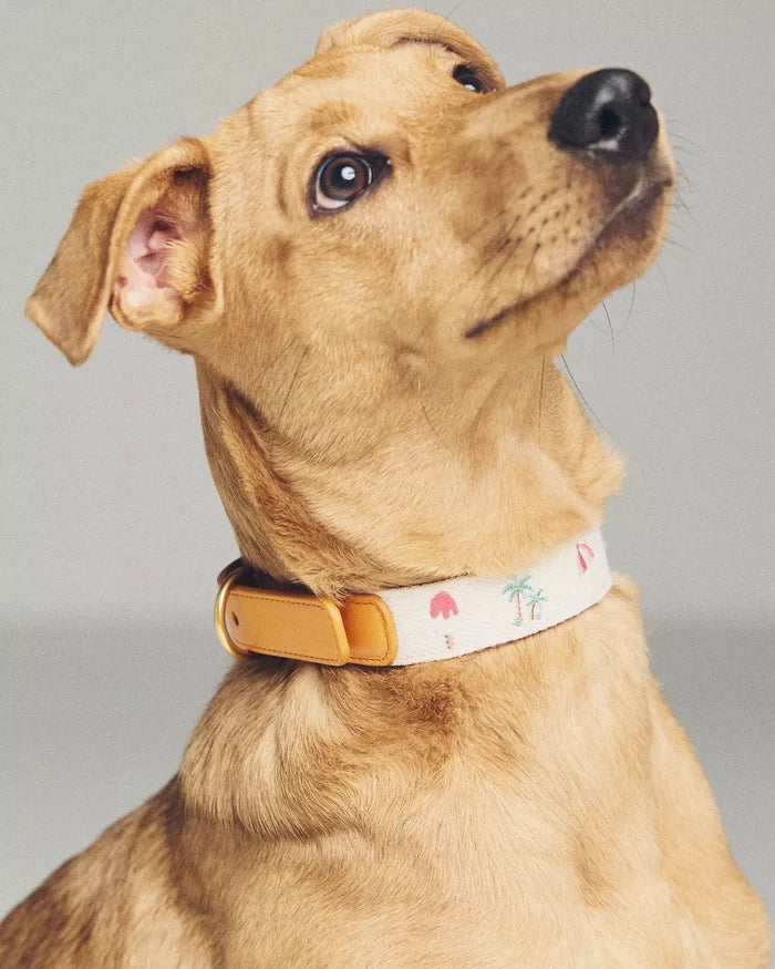 Endless Summer Embroidered Dog Collar