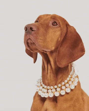 pearl dog necklace close up layered pearl design elegant dog jewelry for special occasions