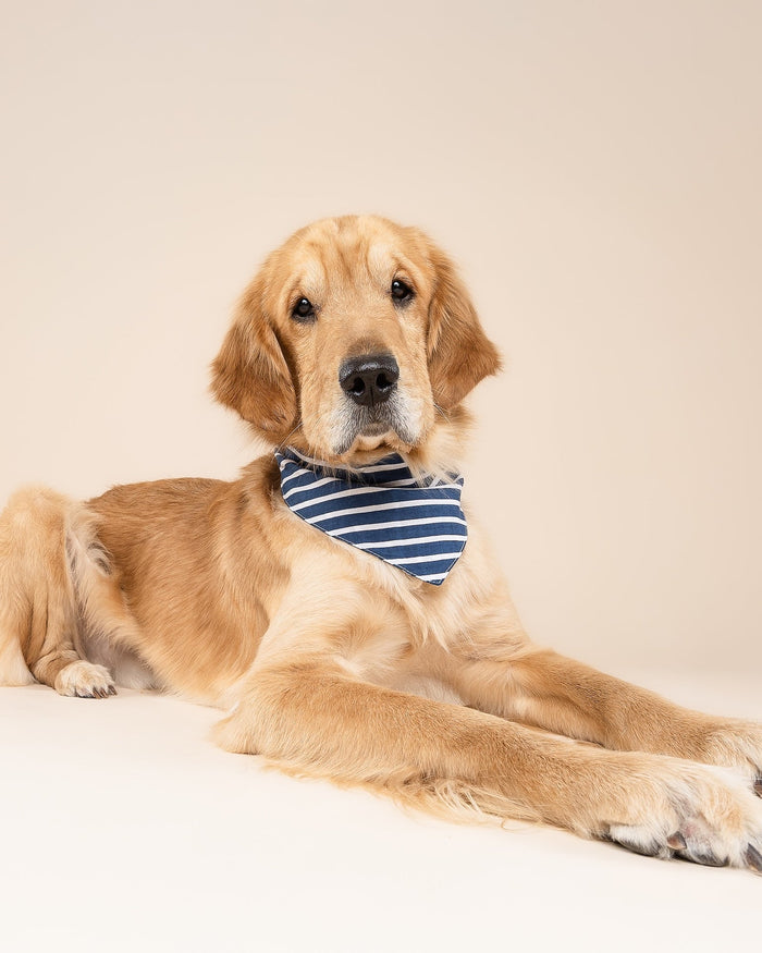 Navy Striped dog bandana – First Mate Navy Stripe Dog Bandana