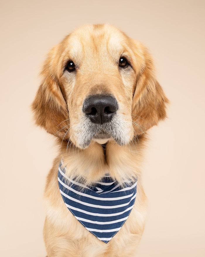 First Mate Navy Stripe Dog Bandana, dog bandana for stylish dogs with navy striped