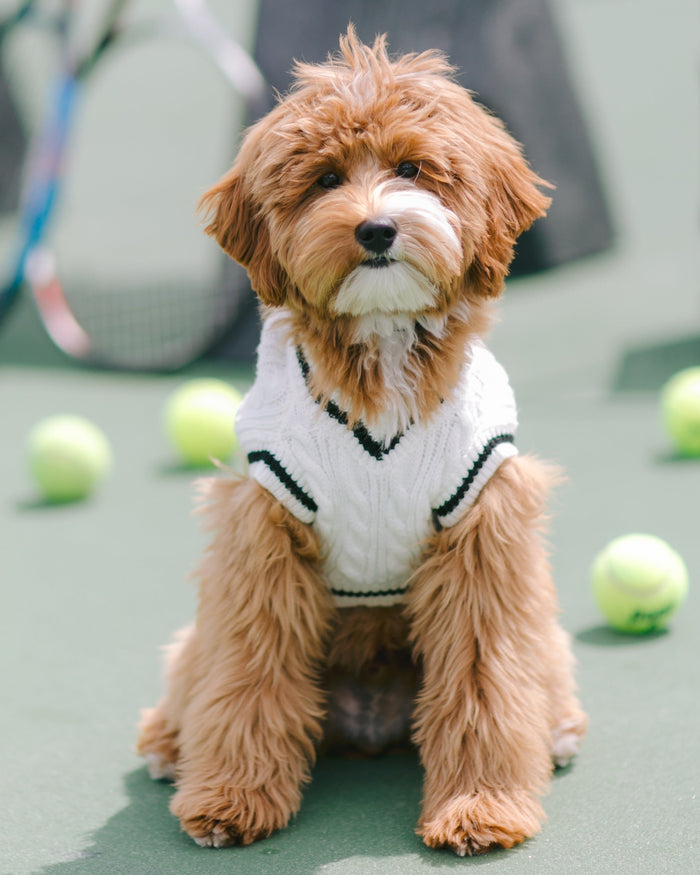 Forty Love Ivory Cable Knit Dog Sweater, soft cozy cable knit with classic V-neck styling and black ribbed trim for small to medium breed dogs