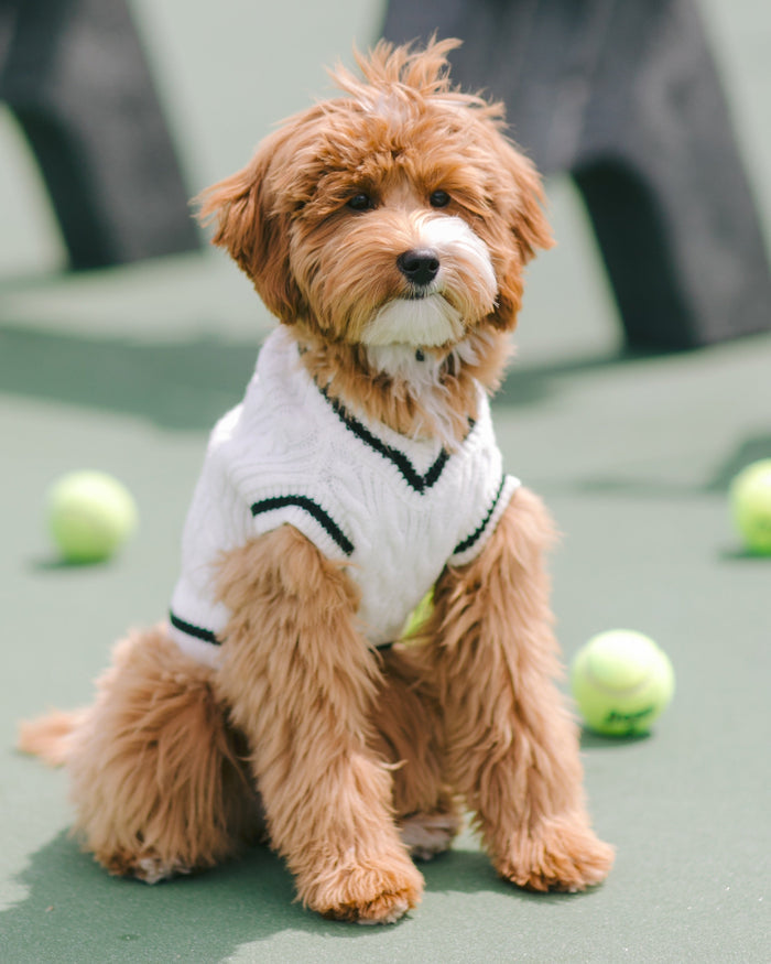 Preppy ivory cable knit dog sweater with classic country club-inspired styling for small to medium breed dogs