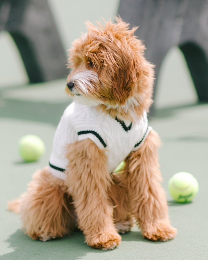 Forty Love Ivory Cable Knit Dog Sweater, dog accessory for stylish dogs with cable knit lace-trimmed