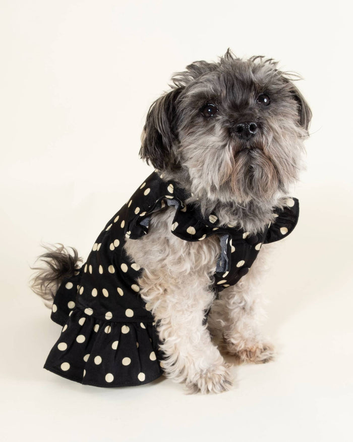 black ivory polka dot dog dress walking lifestyle image