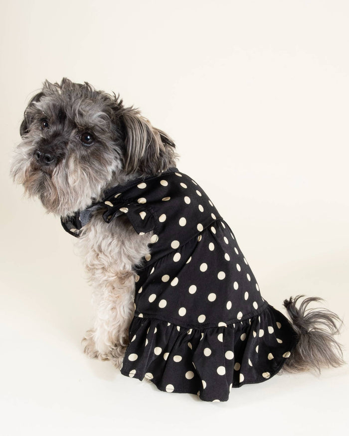 black ivory polka dot dog dress seated dog portrait